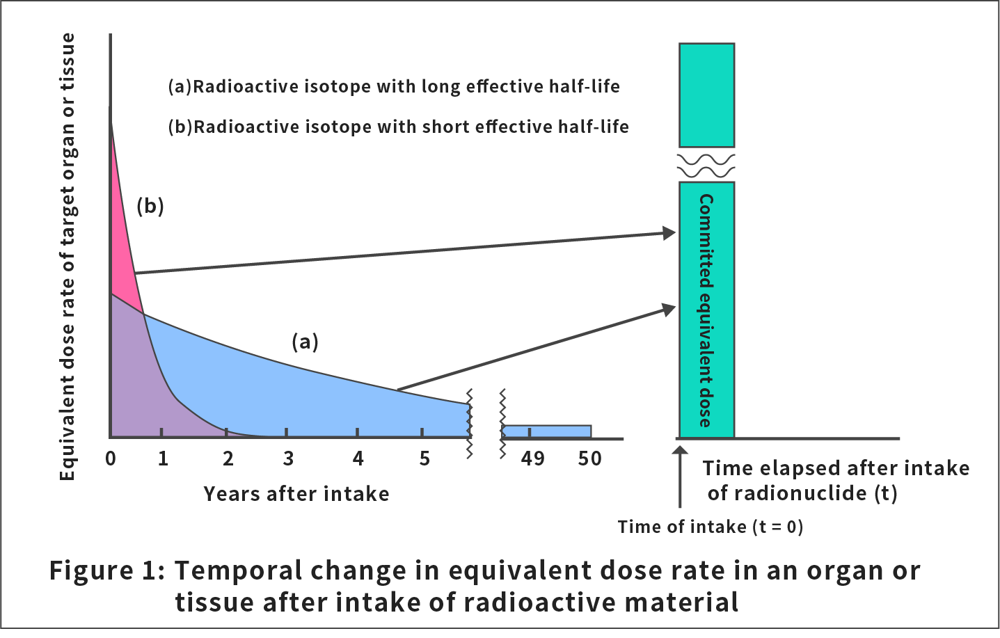 Figure 1: Temporal change in equivalent dose rate in an organ or tissue after intake of radioactive material