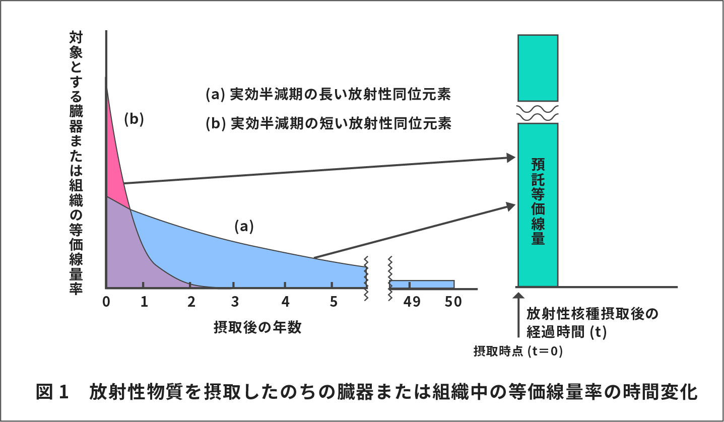 図1：放射性物質を摂取したのちの臓器または組織中の等価線量率の時間変化