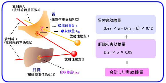 実効線量