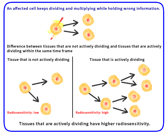 radiosensitivity