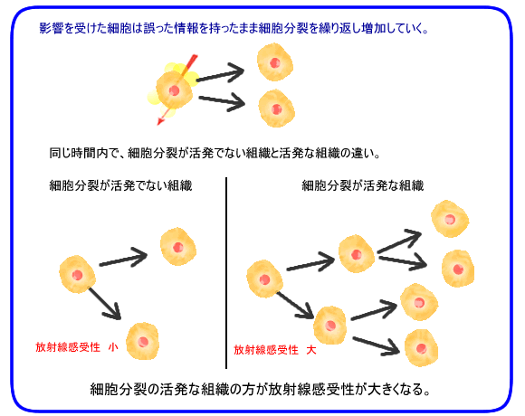 放射線感受性