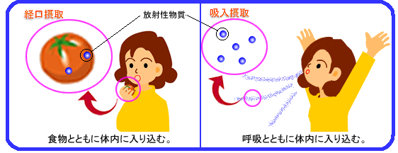 経口摂取、吸入摂取